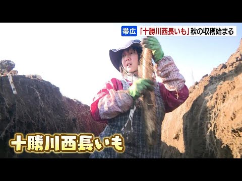 シャキシャキ食感と強い粘りが特徴「十勝川西長いも」収穫始まる　販路はアメリカや台湾、シンガポールなどにも…北海道帯広市