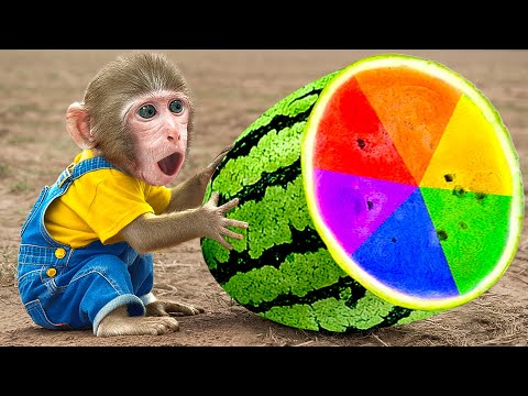 KiKi Monkey grow and harvest Rainbow Watermelon Jelly Recipe to eat with Duckling | KUDO ANIMAL KIKI