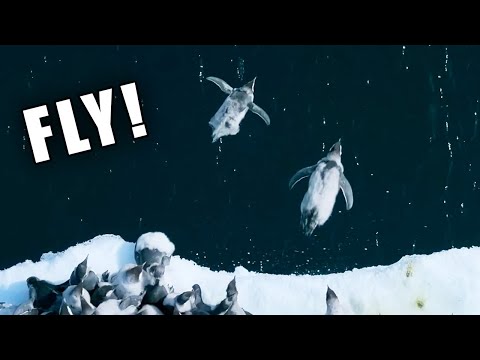 Penguins Death Diving! Ozzy Man Reviews