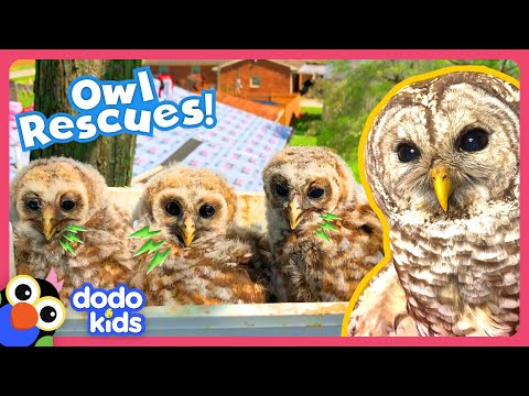 Baby Owls Fall From Tree, And A Big Owl Has An Injured Wing! Help! | Rescued! | Dodo Kids