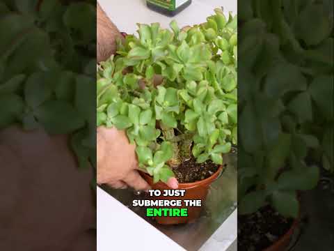 How to water a plant that is hydrophobic