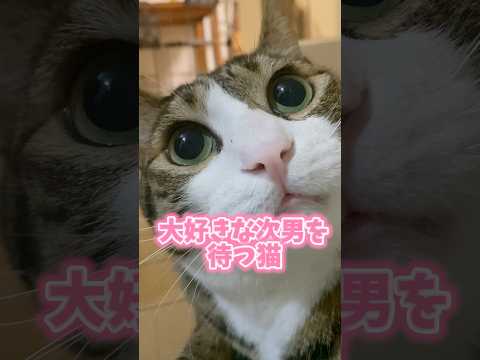 大好きな次男を待つ猫#cats #short#球太