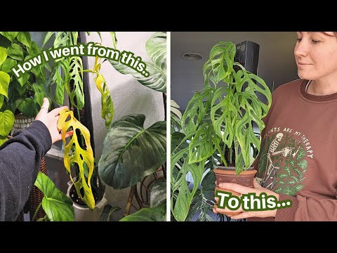 How I save struggling plants//Monstera adansonii "mint" edition