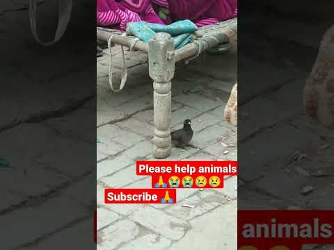 please help animals🙏 #animals #birds #india #viral #short #video #spvlogerandsinger