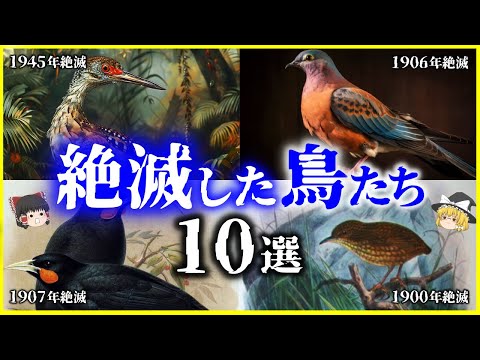 【ゆっくり解説】●●のせいで絶滅…⁉️絶滅してしまった「鳥たち」10選を解説