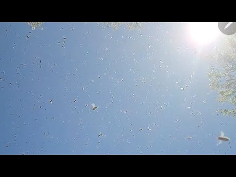 swarm season caught us by surprise