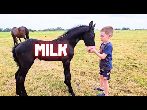 Milk! | Yfke chooses what she wants to eat | Bingo! | The story behind the brush | Friesian Horses