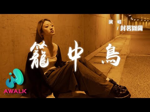 封茗囧菌 - 籠中鳥『責任與鎖鏈同謀，你最終調轉槍口。』【動態歌詞 | Pinyin Lyrics】【AWALK MUSIC】