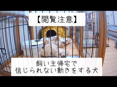 【飼い主帰宅で信じられない動きをする犬😂】