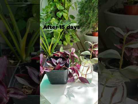 Propagation of Wandering Jew or Inch plant |Very easy to grow #youtubeshorts #gardenshorts #shorts