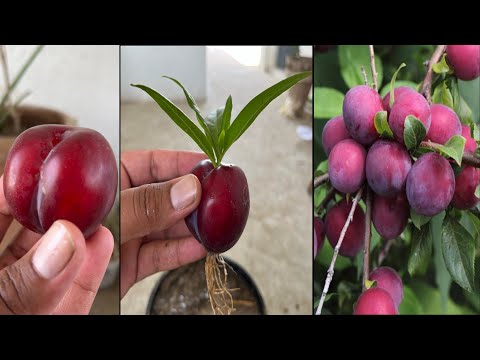 Easy way to grow plum trees with plum fruit | wonderful 17days later result |