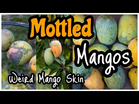 Mottled Mangos ~ Weird Mango Skin