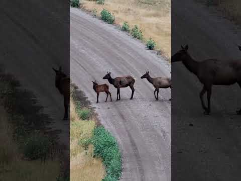 Crooked Creek Ranch | #montana #realestate #elkhunting #huntingproperty