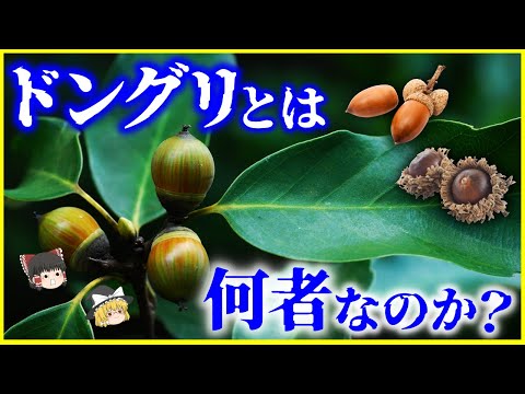 【ゆっくり解説】栗もドングリである…⁉️「ドングリ」とは何者なのか？を解説/人類とドングリの歴史…ドングリの存在理由とは？