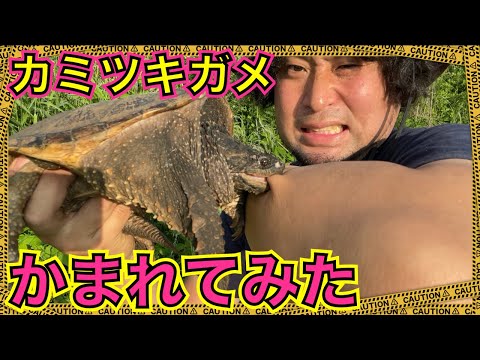 カミツキガメにかみつかれてみた/Snapping turtle bites me!