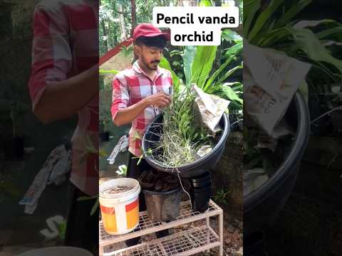 Pencil vanda orchid potting Malayalam / cheapest rate available in Kerala Trivandrum kattakada