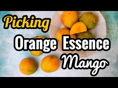 Picking 'Orange Essence' Mango