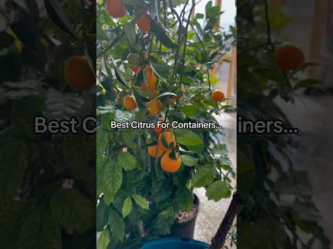 Tiny Citrus, Huge Surprise! Grow Your Own Mini Citrus Garden Indoors!