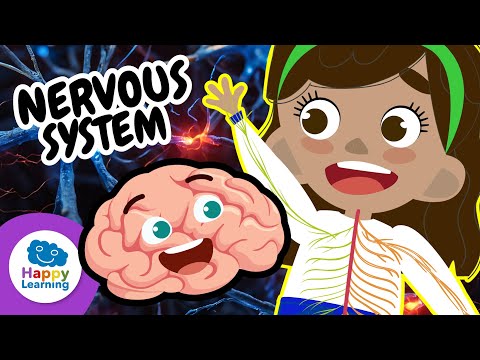 THE NERVOUS SYSTEM | Educational Videos for Kids | Happy Learning