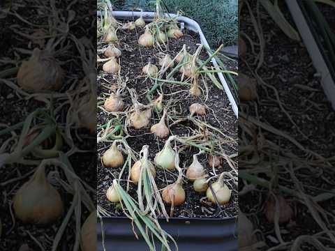 👀 TRUE or FALSE: Spooning your Onions results in bigger bulbs? Follow for more garden experiments!