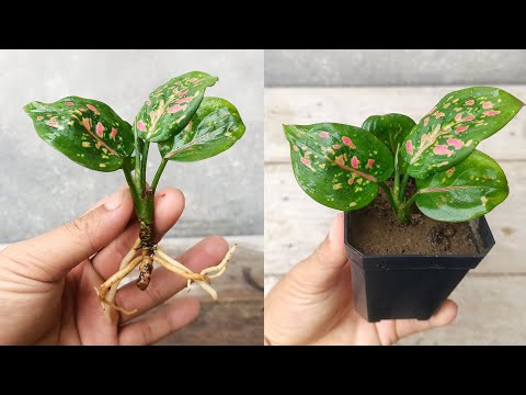 Aglaonema propagation in Easy way | How to grow aglaonema