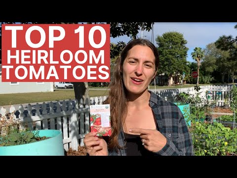 Best Heirloom Tomatoes to Grow in Your Organic Florida Vegetable Garden