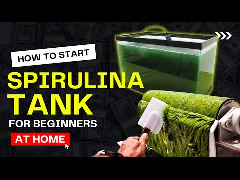 How to Start Growing Spirulina at Home | Beginner's Guide to Grow Blue-Green Algae | Start Your Tank