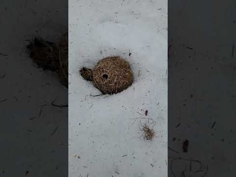 Winter Cabin for Mice ❄️ Mouse House Under The Snow Keeps Mice Warm Even in -40!