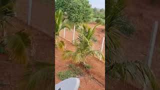 #NH65 5 #acre 70L #mango #garden #farmhouse #forsale #hyderabad #agriculture #telangana RR9640041044