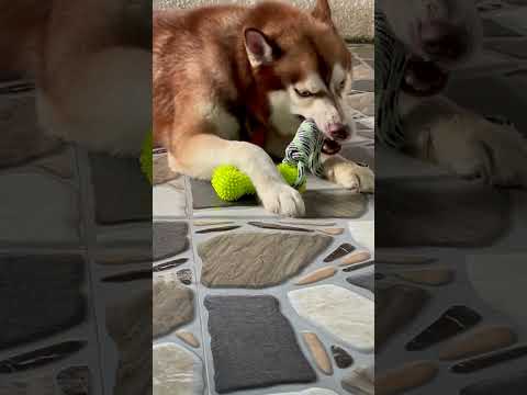 My husky immediately destroyed the new toy I bought.#ytshorts #shorts #husky#pets #shortsvideo #toys