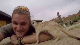 Meerkat Love!!!