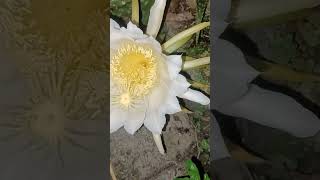 dragon fruit bloom #garden #howtogarden #gardening