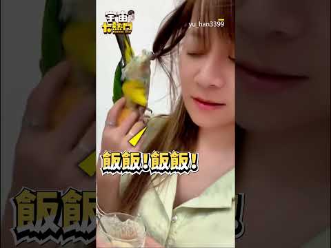 鸚鵡能有多皮？窩主人頭上特製鳥窩：想把牠們塞回蛋裡