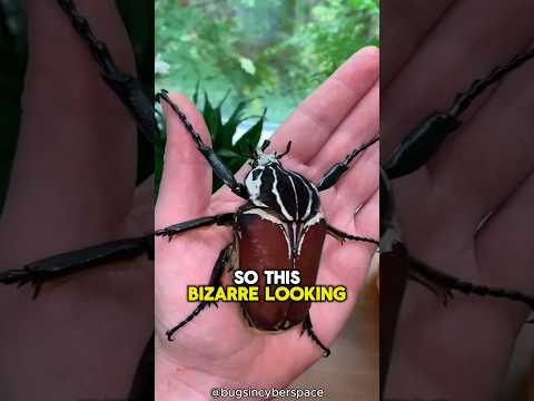 Stay AWAY From This Big Insect 😨 #viral