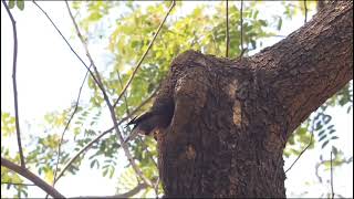 Fauna In BHEL - Hyderabad