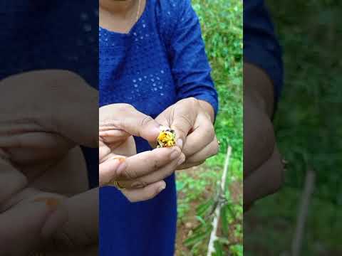 ഗാക് ഫ്രൂട്ട് | Gac Fruit in Kerala