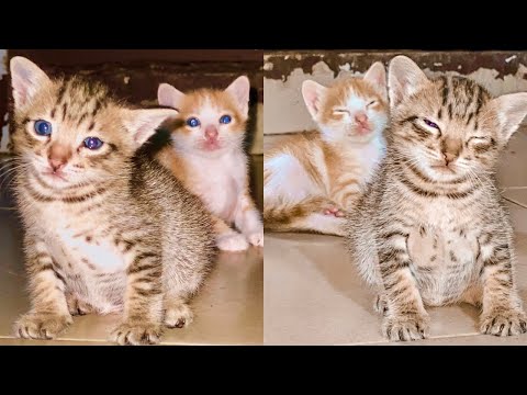 Cute kitten and Funny Cat Videos ,Baby Cats