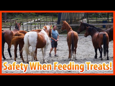 How I Safely Manage 7 Horses For Treat Feeding