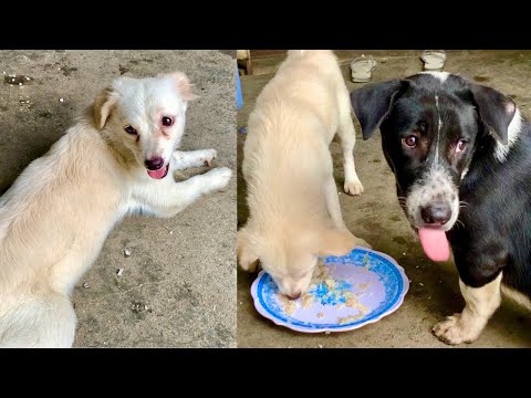 These puppies are eating breakfast so funny.