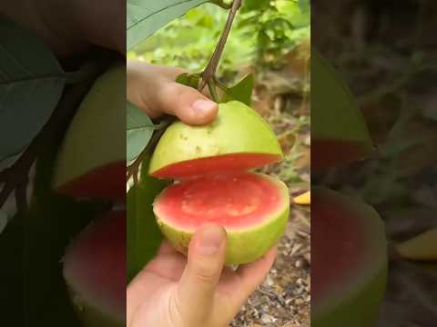 Satisfying Video of Fruits  #shortsvideo #viral #shorts #satisfying #satisfyingvideo