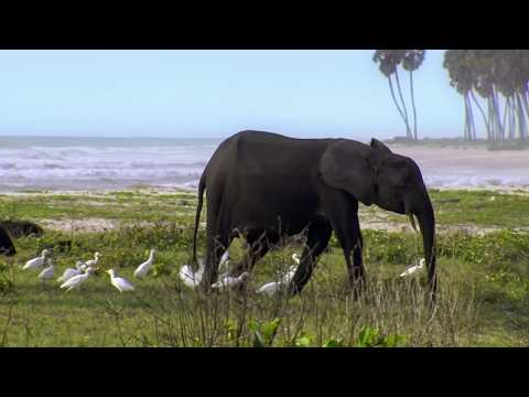 Gabon, in a Land Unknown to Men