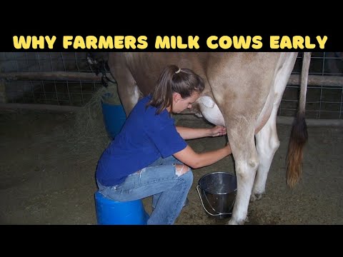 Why Farmers Wake Up at 4 AM to Milk the Cows?