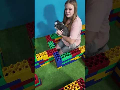 Assistant Helps Waffles and Waggles Run the Lego Maze #familyfun #funnydogs #LegoMaze