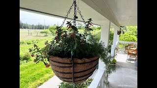 How to Plant Containers (2024) #19