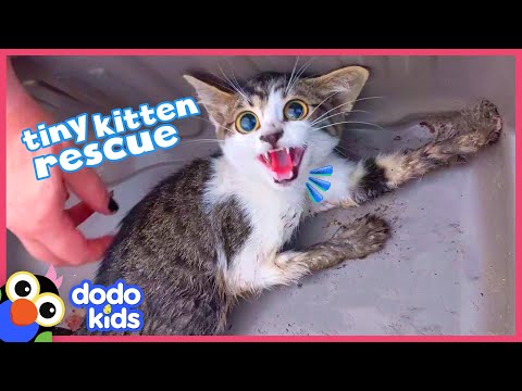 Rescued Kitten Was Scared Of People, Watch Her Snuggle For The First Time | Dodo Kids | Rescued!