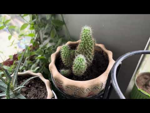 Tour My Beautiful Balcony Garden 🌿🏡 (Part 1) | Showcasing Lush Plants and Greenery