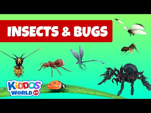 Identifying Arachnida and Insects - Insects and bugs for kids to learn about