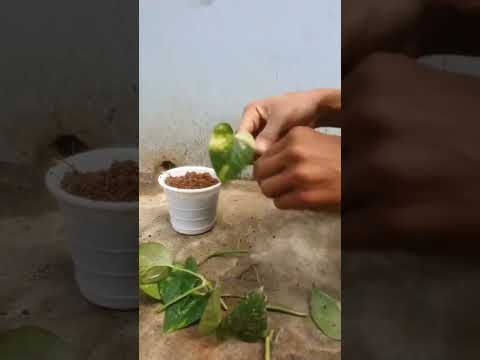 60 day transformation of Money Plant.#shots #monyplant