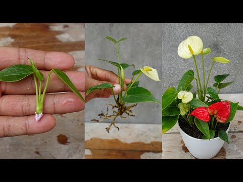 How to grow and care Anthurium Plant