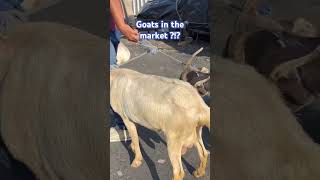 Goats in the San Salvador market?!?? #sansalvador #market #streetmarkets #shorts